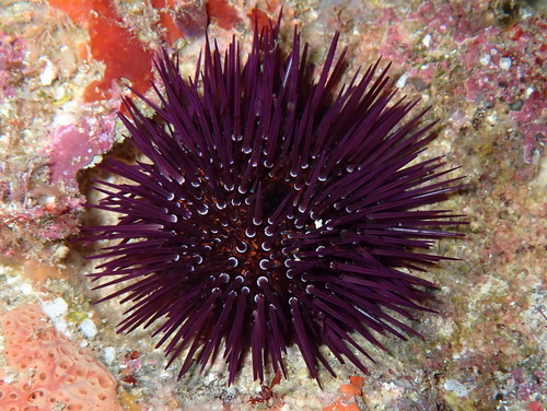 Paracentrotus lividus